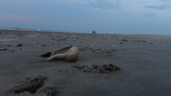A welch shell on the beach at Assateague Island, Va. on Monday morning, July 25, 2016.