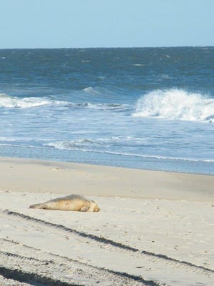 This first seal of the year was spotted resting on the Ocean City Beach Jan. 12, 2016.
