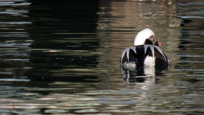 Long-tailed ducks forage up to 200 feet below the surface.