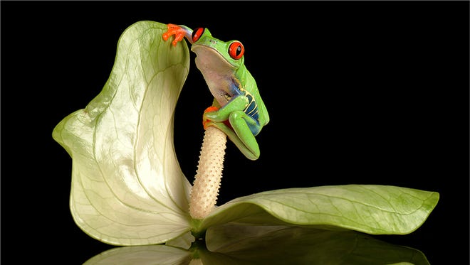 'Frog at Play' by Malcolm Jenkin of England won the Delaware Photographic Society's gold award for projected color image in the  2108 Wilmington International Exhibition of Photography.