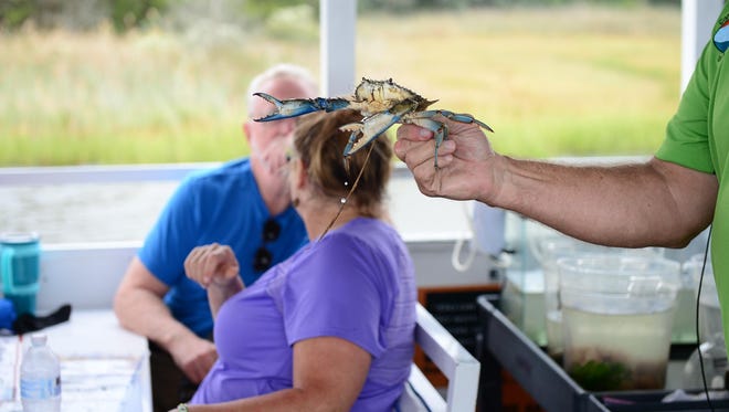 Captain Steve Cardano, Tour Guide, talks about crab aboard the Cape Water Taxi Eco Tour on Wednesday, Sept. 27, 2017.