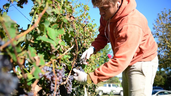 Nassau Valley Vineyard's in Lewes, Del. harvested the Cabernet Sauvignon crop by hand on Wednesday, Oct. 4, 2017.