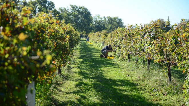 Nassau Valley Vineyard's in Lewes, Del. harvested the Cabernet Sauvignon crop by hand on Wednesday, Oct. 4, 2017.