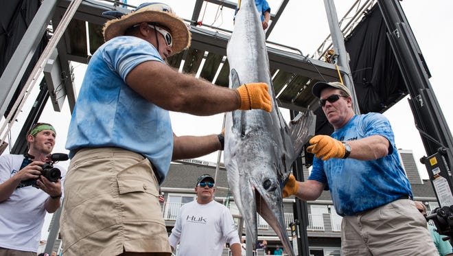 Alex Davis, left, weighs a White Marlin alongside Mike Hannon, during the White Marlin Open in Ocean City on Monday, Aug 8, 2016.