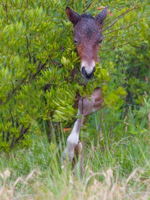 Assateague Island's newest foal is seen in the foliage on July 4, 2016, at 1 week old.