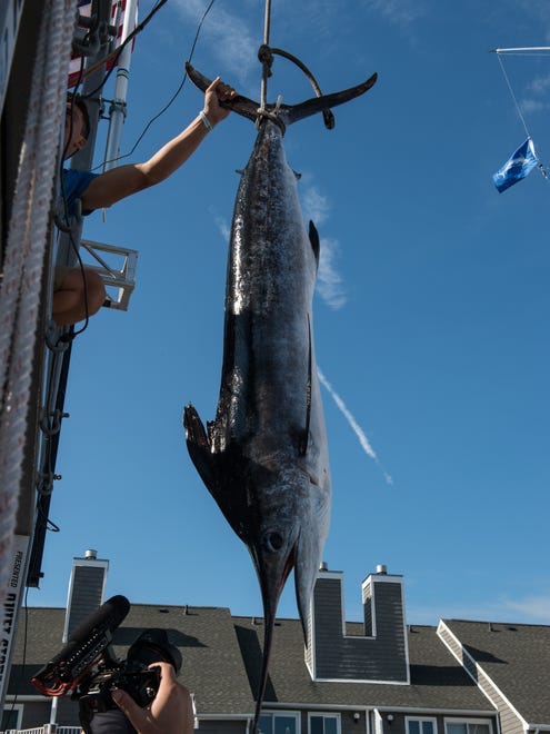 The first place white marlin brought in by the crew of the Wire Nut during the White Marlin Open is weighed on Friday, Aug. 11, 2017. The 95.5-pound marlin is the third largest in tournament history.