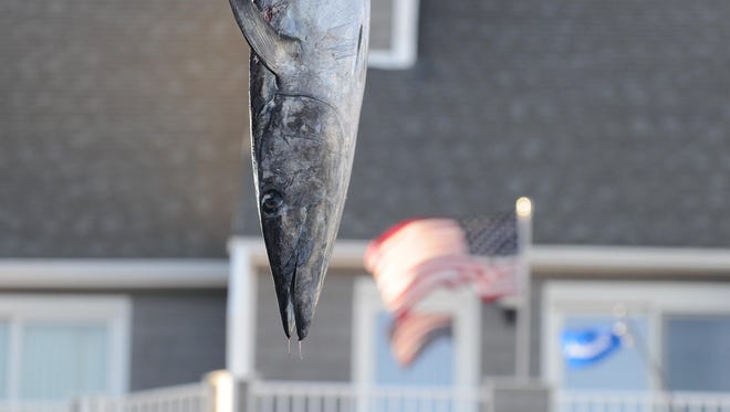 One of the fish at the weigh in at the White Marlin Open.