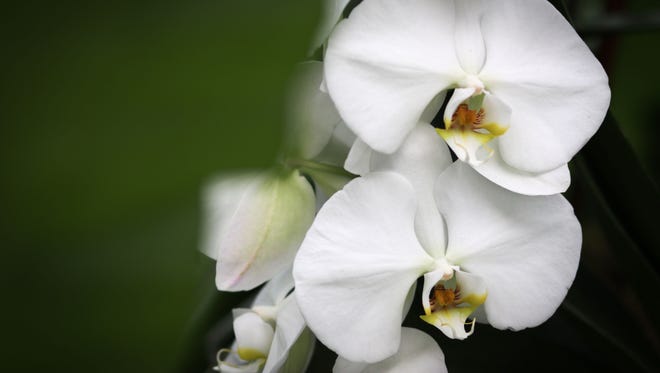 Longwood Gardens orchid extravaganza is now on display for visitors of the gardens.