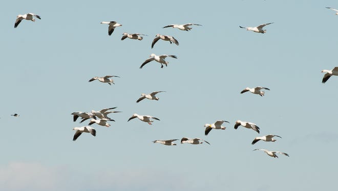 Snow geese fly over a farm field near Prime Hook National Wildlife Refuge near Milton.