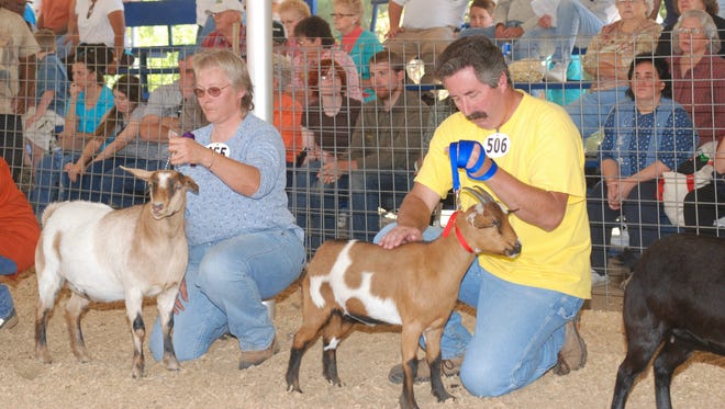 Tennessee: Goats, Music & More Festival, Lewisburg: Chances are you’ve seen fainting-goat videos on Facebook or YouTube. Now’s your chance to see them in person. The Goats, Music & More Festival celebrates the fainting goats with a weekend of music, food, arts and crafts and lots of family-friendly activities like a 5k Goat Gallop, three-legged goat triathlon and a cornhole tournament. Admission is free for this October event.