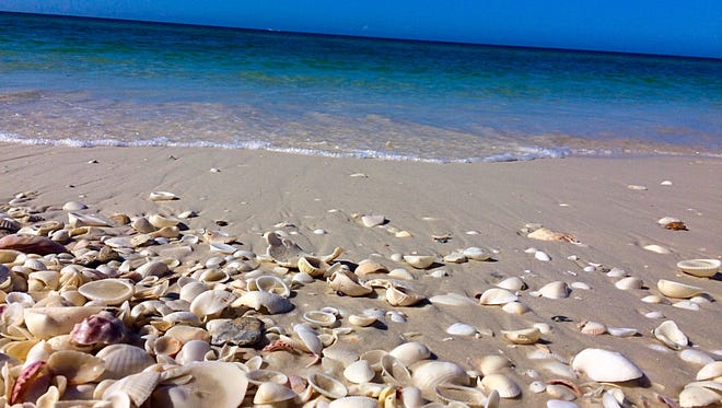 Exploring the miles of undeveloped shoreline fringing tKeewaydin Island in the Gulf of Mexico just off the coast of Naples feels like opening a Pandora’s box of shell delights.