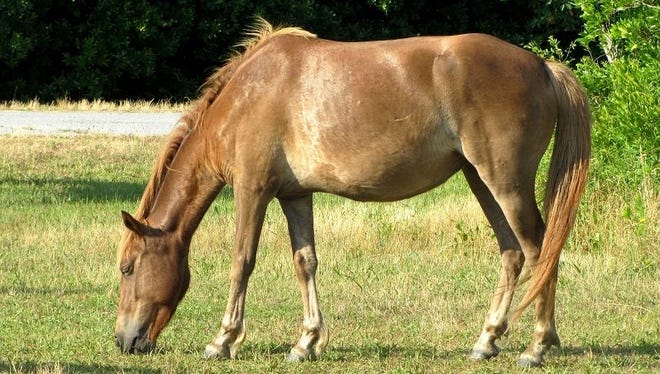 The pony identified as N2BHS-AI, or Chama Wingapo, was found dead in a campground. She was 7 years old.