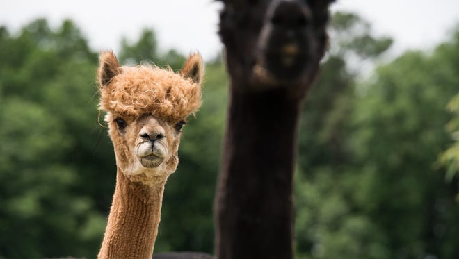 Two alpacas stand alerted just after grazing at TaCaCo Alpaca farm in Laurel on Tuesday, June 20, 2017.