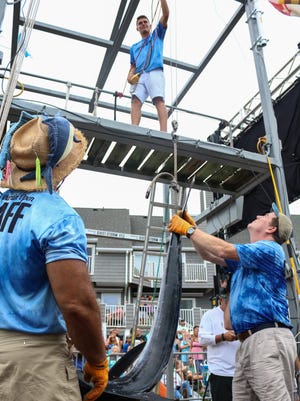 Alex Davis, left, and Mike Hannon weigh a marlin at the White Marlin Open on Monday, Aug 8, 2016.