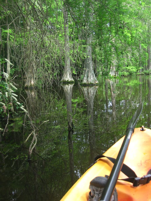 Canoe or kayak at Trap Pond among the cypress trees.