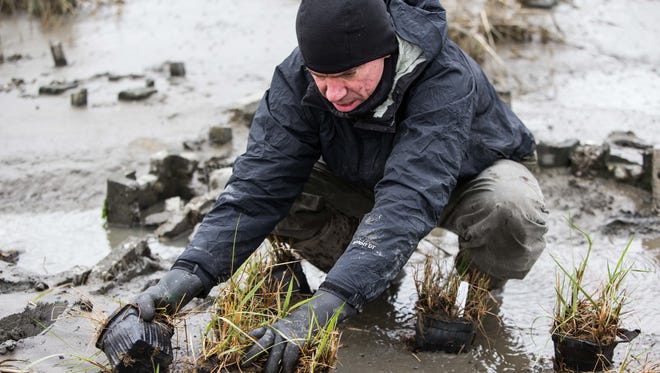 Josh Moody, with The Partnership for the Delaware Estuary, plants smooth cordgrass as part of a living shoreline project near the DuPont Nature Center Friday.