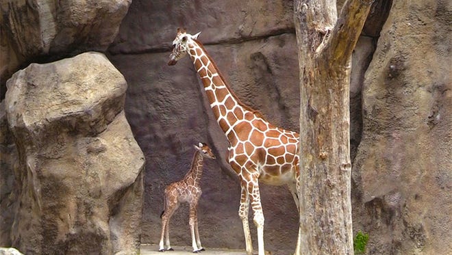 Beau the giraffe, born June 10, is shown with his mother Stella at the Philadelphia Zoo.