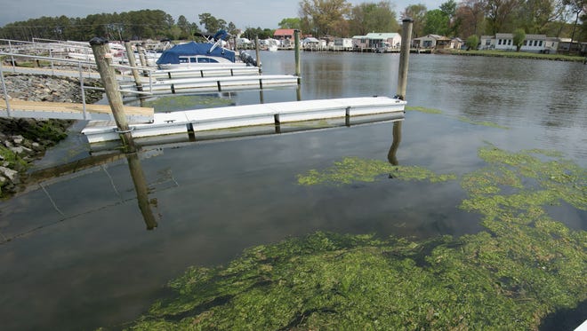View of green algae next to a boat dock at Love Creek Marina in Lewes.
