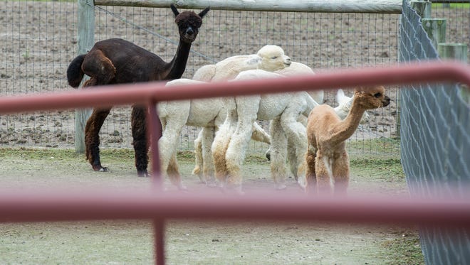 Several alpacas stand close together TaCaCo Alpaca farm in Laurel on Tuesday, June 20, 2017.