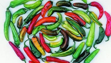 Fish peppers come in an array of colors and may have gotten their name from their use as a seafood seasoning.