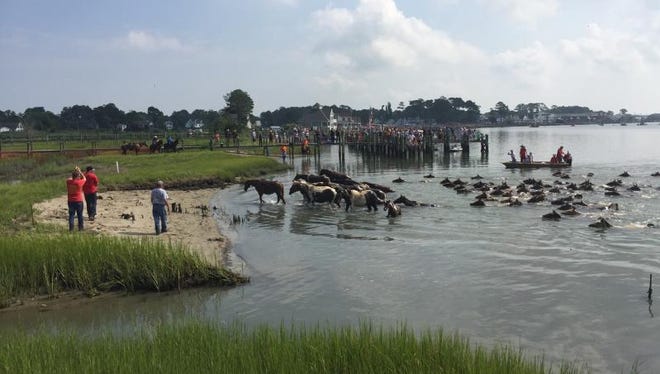 The Chincoteague ponies come ashore, completing their 91st Annual Pony Swim, on Wednesday, July 27, 2016 on Chincoteague, Virginia.