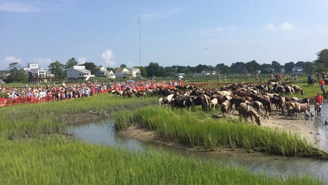 Crowds watch as the Chincoteague ponies rest after the 91st Annual Pony Swim on Wednesday, July 27, 2016 on Chincoteague, Virginia.