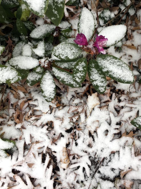 A rhododendron bloom is dusted with snow in a Wilmington neighborhood late Saturday morning.