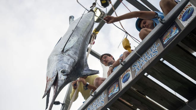 A white marlin is weighed at Ocean City's White Marlin Open in 2014.