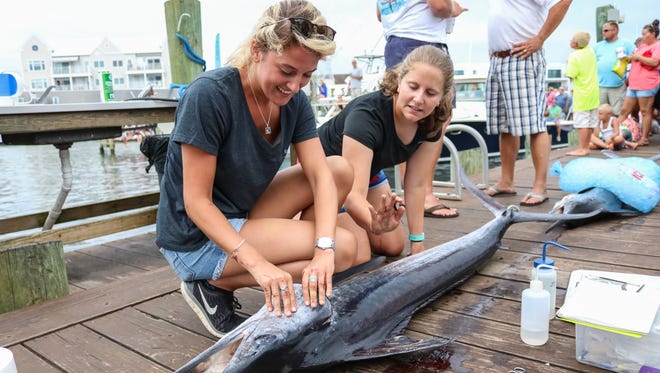 Salisbury students Logan Grant, left, and Sam Lucas collect parasite samples from a donated marlin at the White Marlin Open on Monday, Aug 8, 2016.