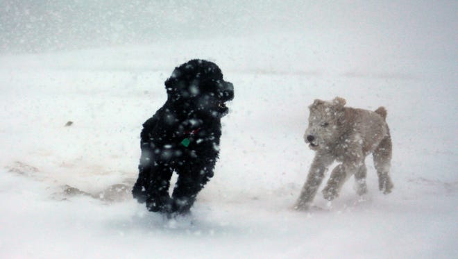 Louie, left, and Otis run through the sand and snow at Bethany Beach on Saturday, Jan. 7, 2017.