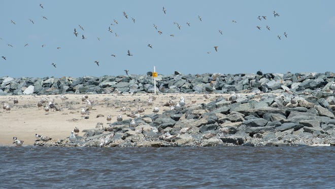 A view of the newly restored beach habitat for horseshoe crabs and provided foraging for shorebirds, specifically the Red Knot at the Mispillion Harbor.
