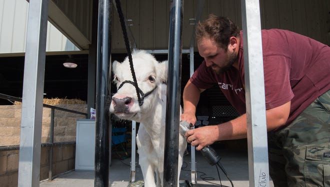 Noah Gesford of Lewes trims Ariel, a 4-month-old Ayrshire cow, at the 98th annual Delaware State Fair in Harrington.