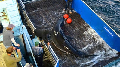 This Daily Times file photo shows OCEARCH researchers attaching a tracking device to the great white shark, Mary Lee, who has taken quite a liking to Delmarva.