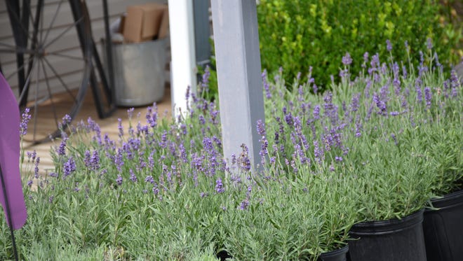 Potted Lavender flowers at Lavender Fields farm in Milton, Delaware.