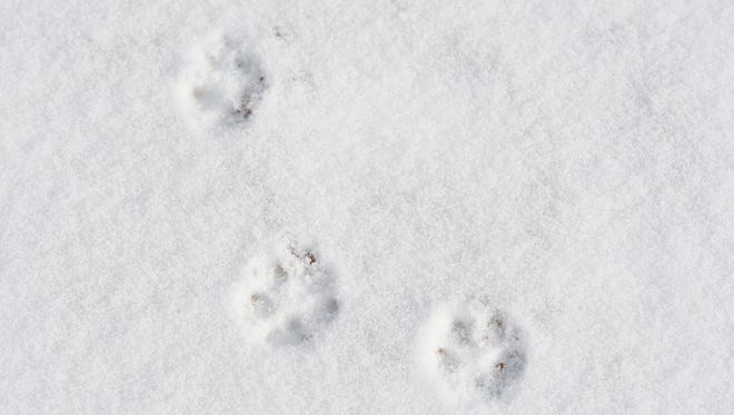 Animal paw prints in the snow at Broadkill Beach.