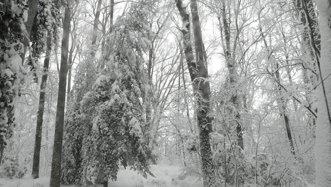Heavy snow sticking to tree limbs along Canterbury Rd. near Milford.