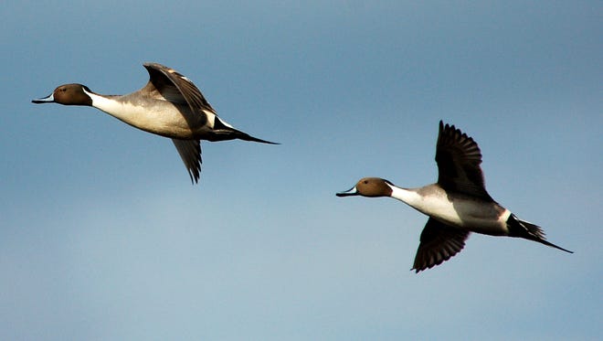 Three northern pintail ducks take flight over Prime Hook National Wildlife Refuge in Delaware.