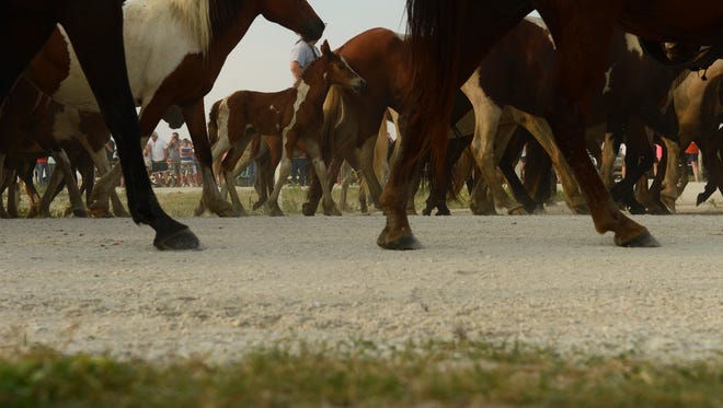 A Chincoteague Pony foal walks with the rest of the northern herd as they are led to the pony corral on Assateauge Island, Va. on Monday morning, July 25, 2016. The 91st Annual Chincoteague Pony Swim is Wednesday.