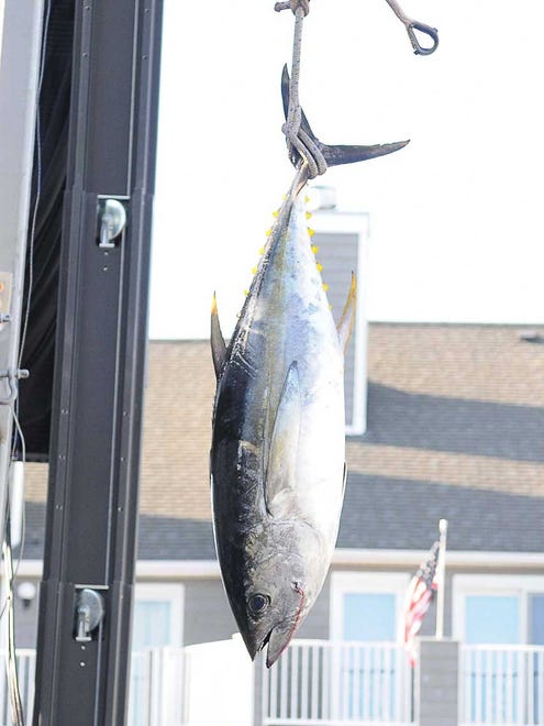 Rumor Has it, Chincoteague, Va. brought in a 43lb tuna. It was not big enough to qualify for any prizes. During the 43rd Annual White Marlin Open on the last day of the tournament. Megan Raymond Photo