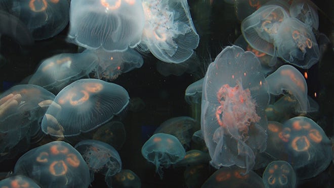 Moon jellyfish are named for their translucent, moonlike circular bells.