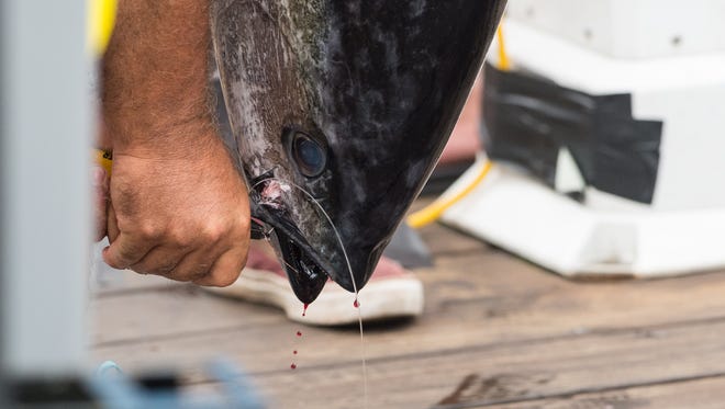 A White Marlin Open staff member removes a hook from the mouth of a tuna during the final day of the White Marlin Open on Friday, Aug. 11, 2017.