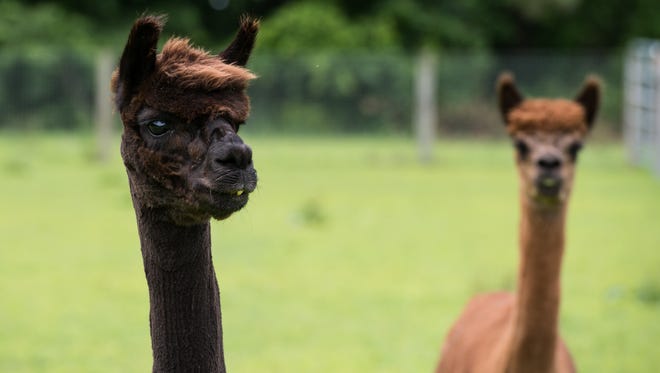 Two alpacas are alerted by visitors entering their grazing area at TaCaCo Alpaca farm in Laurel on Tuesday, June 20, 2017.
