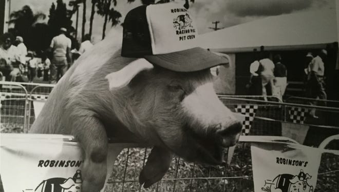 A member of the pit crew for the Robinson ' s Racing Pigs takes a break. See more vintage images of the Delaware State Fair.