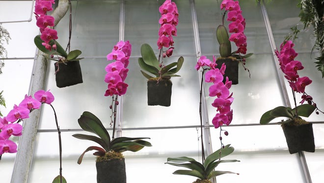 Longwood Gardens orchid extravaganza is now on display for visitors of the gardens.