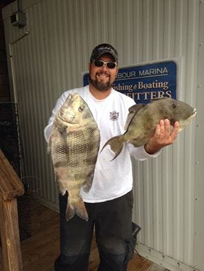 Mike Behney caught this  6.5-pound sheepshead and 4.69-pound trigger fish at the Outer Wall.