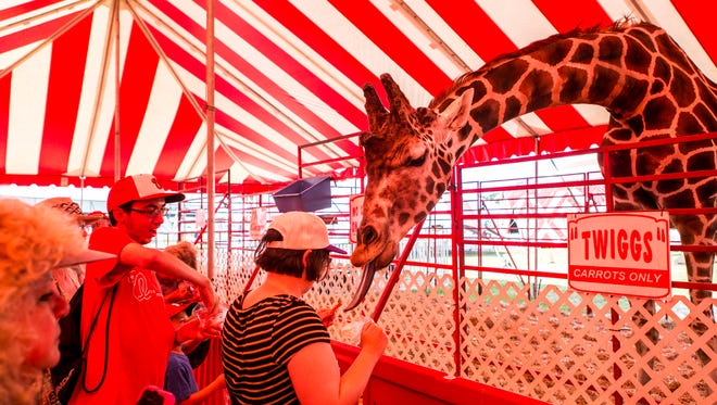 Fairgoers feed carrots to Twiggs the giraffe at the Delaware State Fair in Harrington on Thursday afternoon.