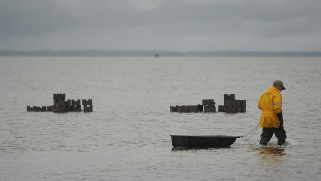 A volunteer wades by piles of concrete blocks used to make oyster castles at Chincoteague National Wildlife Refuge on Assateague Island on Friday, May 6, 2016. The concrete structures provide a base for oysters to attach and eventually grow into an oyster reef, which refuge officials and the Nature Conservancy hope will greatly reduce nearby shoreline erosion.