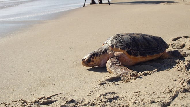 Bailey the loggerhead sea turtle journeys back into the ocean after a nearly year-long battle in rehab.