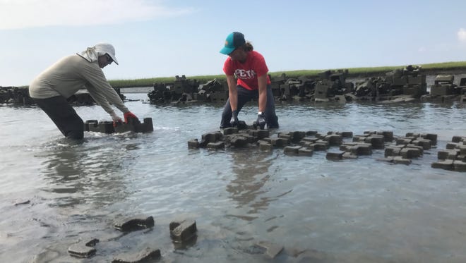 Volunteers Jeff Dean and Brittany Gonzales hoist 30-pound concrete blocks to build oyster castles in Short Prong Marsh, at the southern tip of Hog Island Bay, on Aug.24. Scientists at The Nature Conservancy and University of Virginia graduate students will study the castles to see which designs work best to dampen waves that erode the shore.