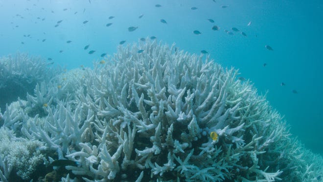 A handout photo made available by World Wide Fund for Nature (WWF) Australia on 10 March 2017, shows the Great Barrier Reef suffering mass coral bleaching for a second year in a row, at Vlassoff Cay, near Cairns, Australia, 06 March 2017. According to WWF Australia, the Great Barrier Reef has now been hit by four mass bleaching events: 1998, 2002, 2016, and 2017.